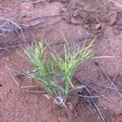 Panicum australiense (Bunch Panic) at Indee, WA - 13 Jul 2022 by MattM