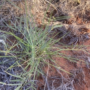 Tephrosia sp. D Kimberley Flora (R.D. Royce 1848) at Indee, WA - suppressed