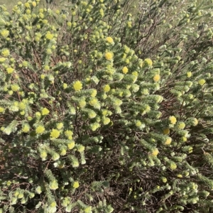 Pimelea ammocharis at Indee, WA - 12 Jul 2022