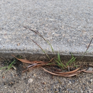 Eragrostis pilosa at Higgins, ACT - 15 Mar 2023