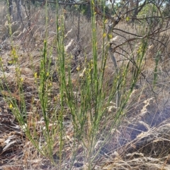 Cytisus scoparius subsp. scoparius (Scotch Broom, Broom, English Broom) at Isaacs Ridge and Nearby - 15 Mar 2023 by Mike