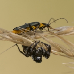 Sandalodes scopifer (White-spotted Sandalodes) at Molonglo Valley, ACT - 12 Mar 2023 by patrickcox