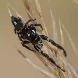 Sandalodes scopifer at Molonglo Valley, ACT - 12 Mar 2023 07:38 PM