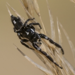 Sandalodes scopifer at Molonglo Valley, ACT - 12 Mar 2023