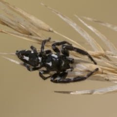 Sandalodes scopifer at Molonglo Valley, ACT - 12 Mar 2023