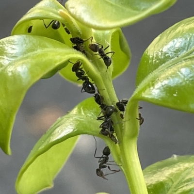 Aphididae (family) (Unidentified aphid) at City Renewal Authority Area - 15 Mar 2023 by Hejor1