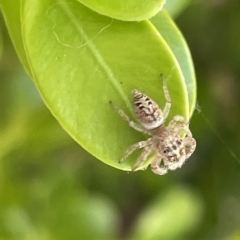 Opisthoncus sp. (genus) (Unidentified Opisthoncus jumping spider) at City Renewal Authority Area - 15 Mar 2023 by Hejor1
