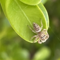 Opisthoncus sp. (genus) (Unidentified Opisthoncus jumping spider) at Canberra, ACT - 15 Mar 2023 by Hejor1