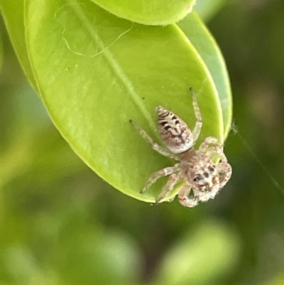 Opisthoncus sp. (genus) (Unidentified Opisthoncus jumping spider) at City Renewal Authority Area - 15 Mar 2023 by Hejor1
