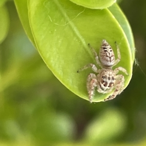 Opisthoncus sp. (genus) at Canberra, ACT - 15 Mar 2023