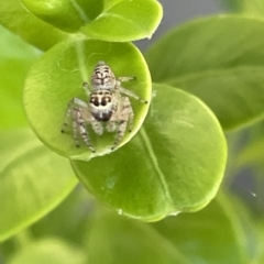 Opisthoncus sp. (genus) at Canberra, ACT - 15 Mar 2023