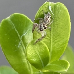 Opisthoncus sp. (genus) at Canberra, ACT - 15 Mar 2023