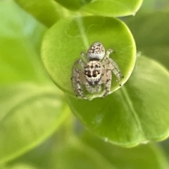 Opisthoncus sp. (genus) at Canberra, ACT - 15 Mar 2023