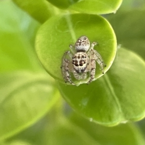 Opisthoncus sp. (genus) at Canberra, ACT - 15 Mar 2023