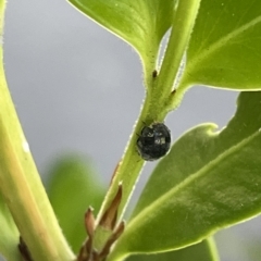 Coccidulini (tribe) (Labybird beetle) at City Renewal Authority Area - 15 Mar 2023 by Hejor1