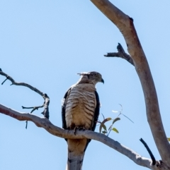 Aviceda subcristata (Pacific Baza) at Penrose - 15 Mar 2023 by Aussiegall