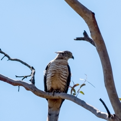 Aviceda subcristata (Pacific Baza) at Wingecarribee Local Government Area - 15 Mar 2023 by Aussiegall