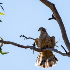 Aviceda subcristata at Penrose, NSW - 15 Mar 2023