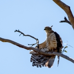 Aviceda subcristata at Penrose, NSW - 15 Mar 2023