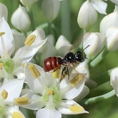 Exoneura sp. (genus) (A reed bee) at Dulwich Hill, NSW - 11 Mar 2023 by JudeWright