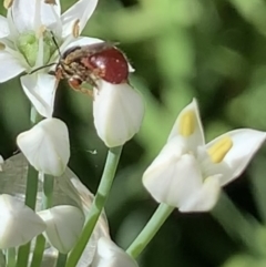 Exoneura sp. (genus) at Dulwich Hill, NSW - 11 Mar 2023