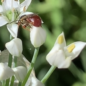 Exoneura sp. (genus) at Dulwich Hill, NSW - 11 Mar 2023