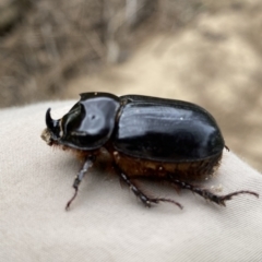 Dasygnathus trituberculatus (Rhinoceros beetle) at Stromlo, ACT - 14 Mar 2023 by RAllen
