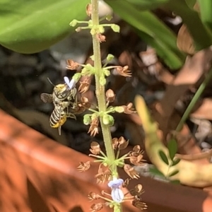 Megachile (Eutricharaea) serricauda at Dulwich Hill, NSW - 11 Mar 2023