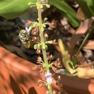 Megachile (Eutricharaea) serricauda at Dulwich Hill, NSW - 11 Mar 2023