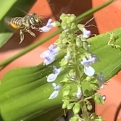 Megachile (Eutricharaea) serricauda at Dulwich Hill, NSW - suppressed