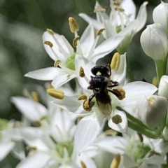 Tetragonula carbonaria (Stingless bee) at Dulwich Hill, NSW - 11 Mar 2023 by JudeWright