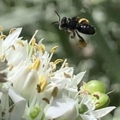 Tetragonula carbonaria at Dulwich Hill, NSW - 11 Mar 2023