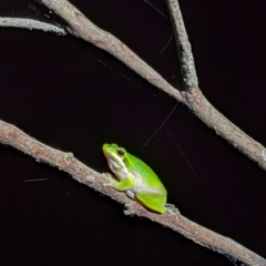 Litoria fallax (Eastern Dwarf Tree Frog) at Milton, NSW - 17 Dec 2020 by MattM