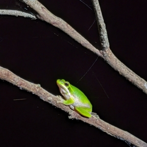 Litoria fallax at Milton, NSW - 17 Dec 2020 10:54 PM