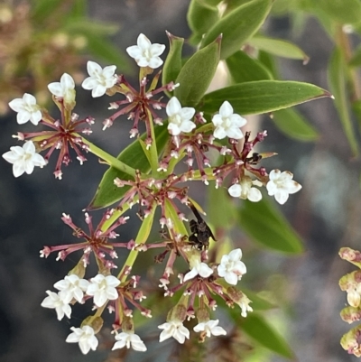 Platysace lanceolata (Shrubby Platysace) at Tinderry, NSW - 15 Mar 2023 by JaneR