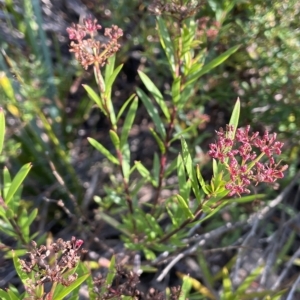 Platysace lanceolata at Tinderry, NSW - 15 Mar 2023 09:49 AM