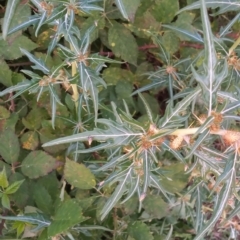 Xanthium spinosum (Bathurst Burr) at Point Hut to Tharwa - 15 Mar 2023 by michaelb