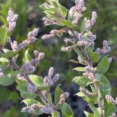 Acacia costiniana at Tinderry, NSW - 15 Mar 2023 by JaneR