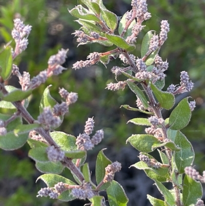 Acacia costiniana at Tinderry, NSW - 15 Mar 2023 by JaneR
