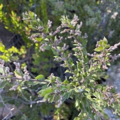 Acacia costiniana at Tinderry, NSW - 15 Mar 2023