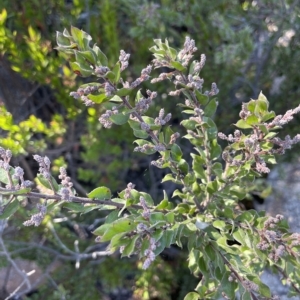 Acacia costiniana at Tinderry, NSW - 15 Mar 2023