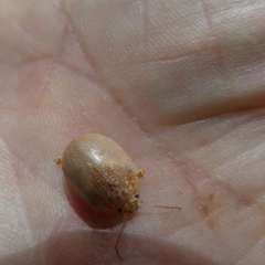 Paropsis atomaria (Eucalyptus leaf beetle) at Flea Bog Flat to Emu Creek Corridor - 13 Mar 2023 by JohnGiacon