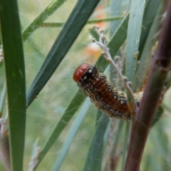 Epipaschiinae immature unidentifiedspecies (subfamily) at Belconnen, ACT - 13 Mar 2023 by JohnGiacon