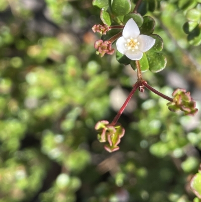 Boronia algida (Alpine Boronia) at Tinderry, NSW - 15 Mar 2023 by JaneR