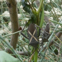 Mictis profana (Crusader Bug) at Emu Creek - 13 Mar 2023 by JohnGiacon