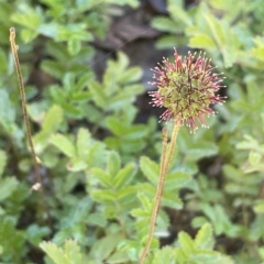 Acaena novae-zelandiae (Bidgee Widgee) at Tinderry, NSW - 14 Mar 2023 by JaneR