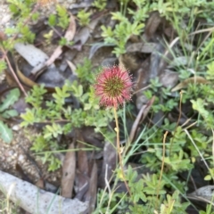 Acaena novae-zelandiae at Tinderry, NSW - 15 Mar 2023