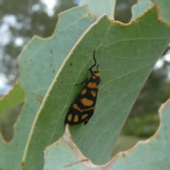 Asura lydia (Lydia Lichen Moth) at Belconnen, ACT - 13 Mar 2023 by JohnGiacon