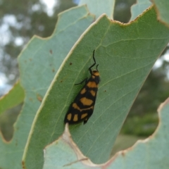 Asura lydia (Lydia Lichen Moth) at Emu Creek - 13 Mar 2023 by JohnGiacon