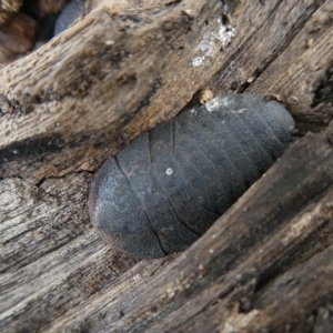 Laxta granicollis at Belconnen, ACT - 14 Mar 2023